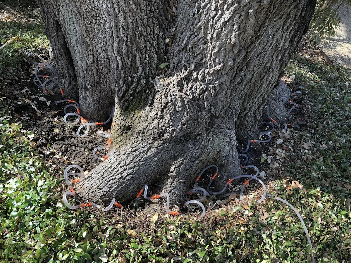 Detailed Tree Cabling and Bracing job site in New Berlinville