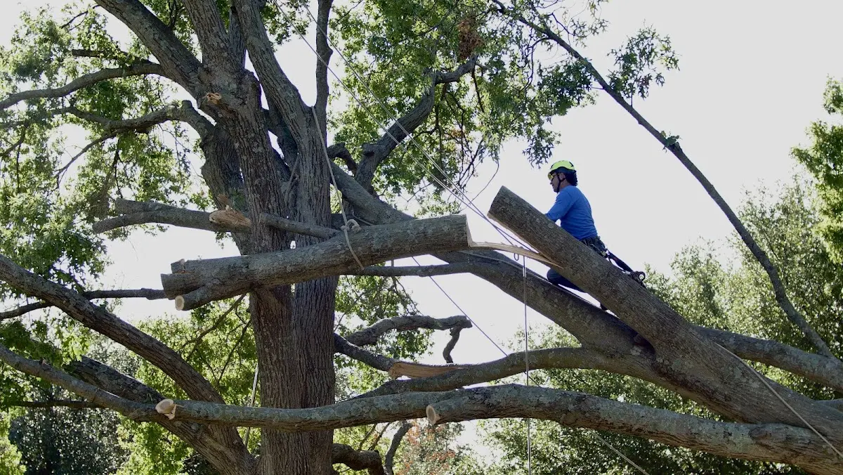 Professional Crown Thinning performed by certified arborists in New Berlinville